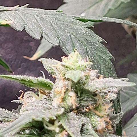 Doc Holiday growlog timeline photo