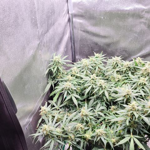 Doc Holiday growlog timeline photo