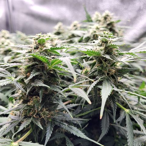 Doc Holiday growlog timeline photo