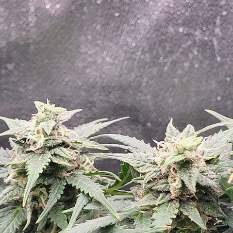 Doc Holiday growlog timeline photo