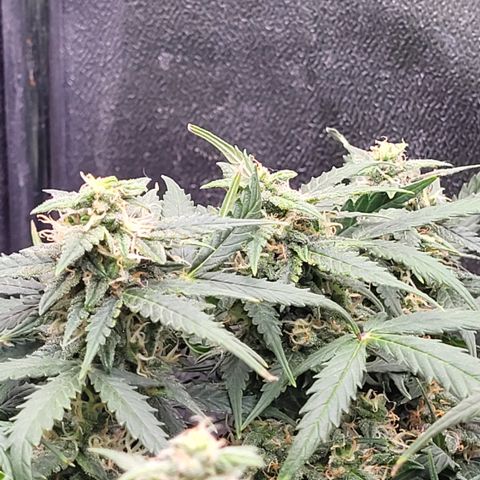 Doc Holiday growlog timeline photo