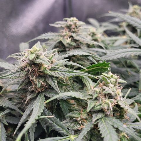 Doc Holiday growlog timeline photo