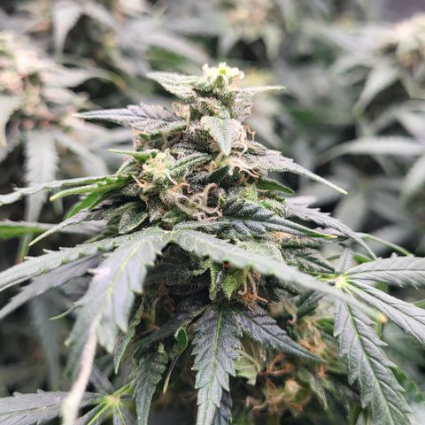 Doc Holiday growlog timeline photo