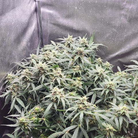 Doc Holiday growlog timeline photo