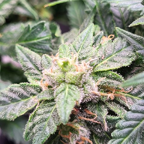 Doc Holiday growlog timeline photo