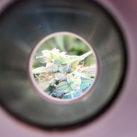 Doc Holiday growlog timeline photo