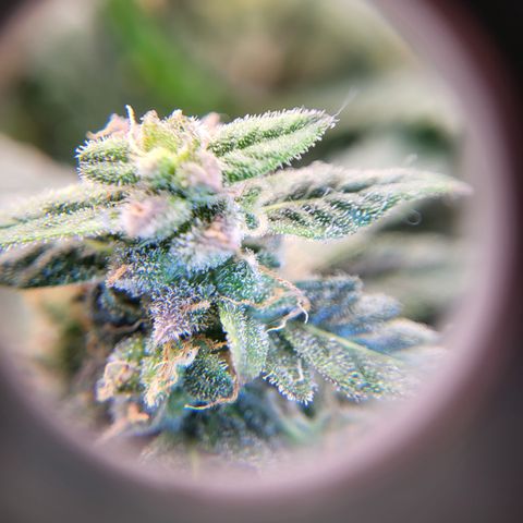 Doc Holiday growlog timeline photo