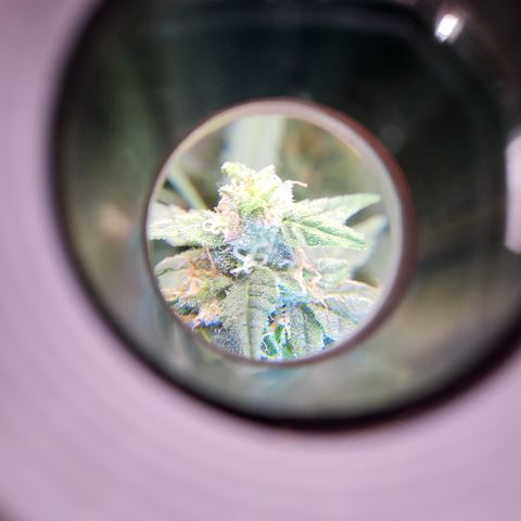 Doc Holiday growlog timeline photo