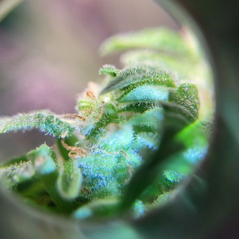 Doc Holiday growlog timeline photo
