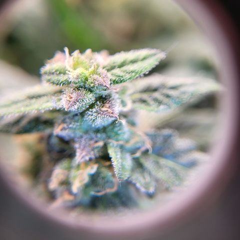 Doc Holiday growlog timeline photo