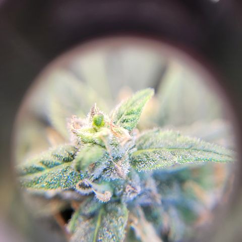 Doc Holiday growlog timeline photo
