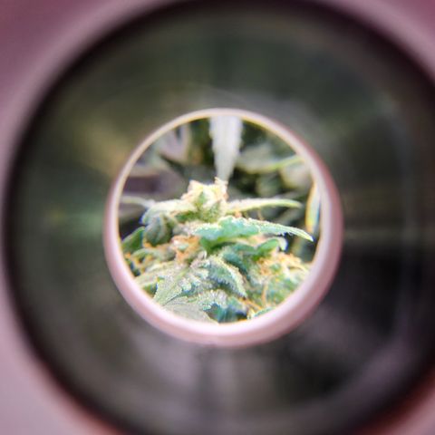 Doc Holiday growlog timeline photo