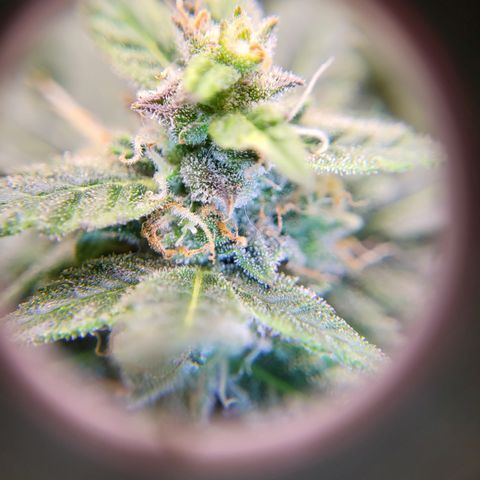 Doc Holiday growlog timeline photo