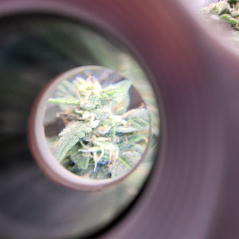 Doc Holiday growlog timeline photo