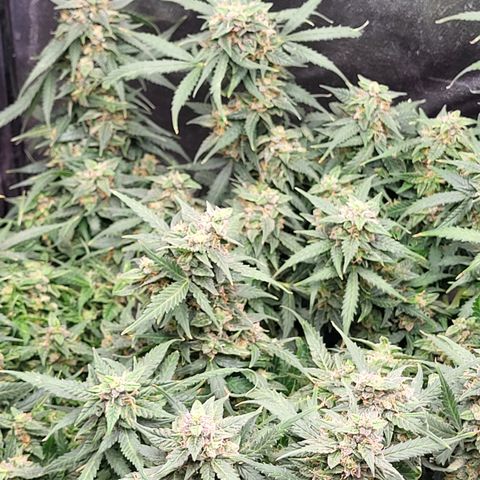 Doc Holiday growlog timeline photo