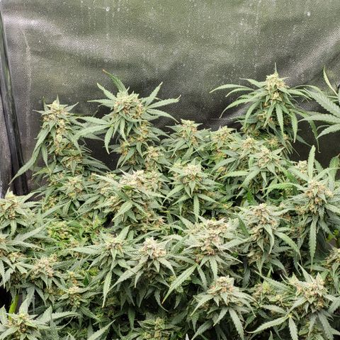 Doc Holiday growlog timeline photo