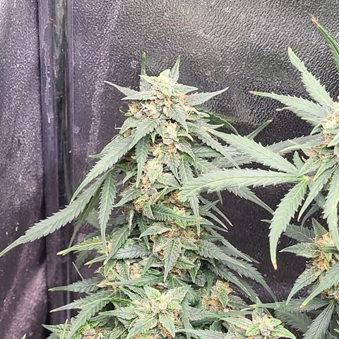 Doc Holiday growlog timeline photo