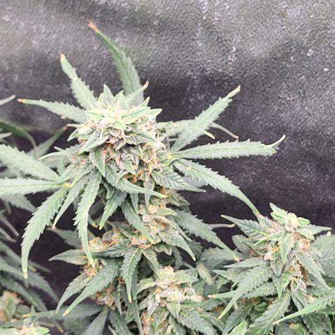 Doc Holiday growlog timeline photo