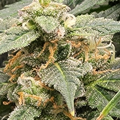 Doc Holiday growlog timeline photo
