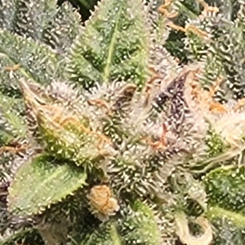 Doc Holiday growlog timeline photo