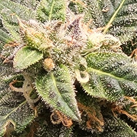 Doc Holiday growlog timeline photo