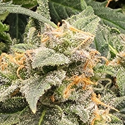 Doc Holiday growlog timeline photo