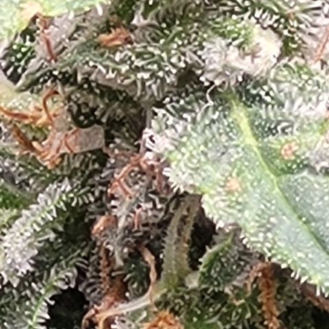 Doc Holiday growlog timeline photo