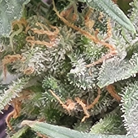 Doc Holiday growlog timeline photo