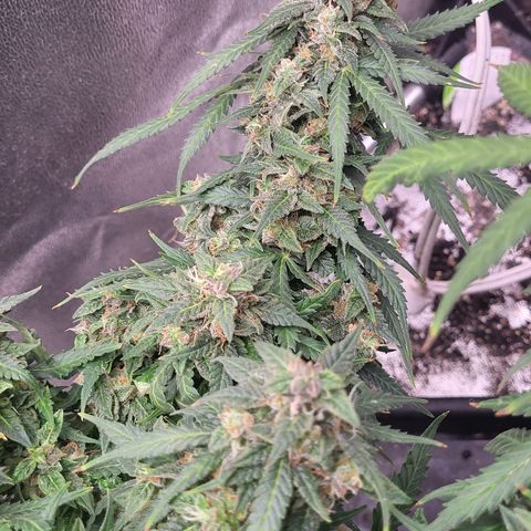 Doc Holiday growlog timeline photo