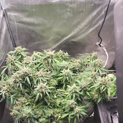 Doc Holiday growlog timeline photo