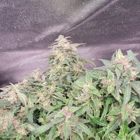 Doc Holiday growlog timeline photo