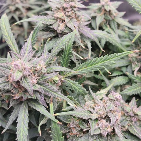 Doc Holiday growlog timeline photo