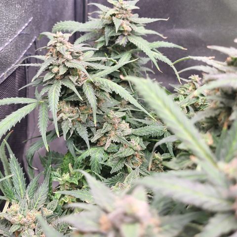 Doc Holiday growlog timeline photo