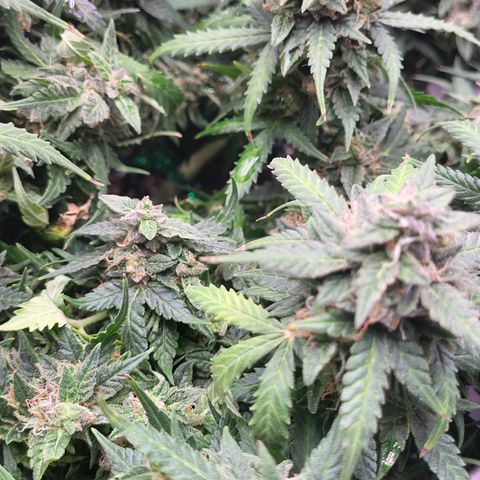 Doc Holiday growlog timeline photo