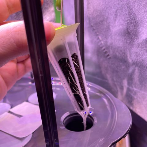 Zoe growlog timeline photo