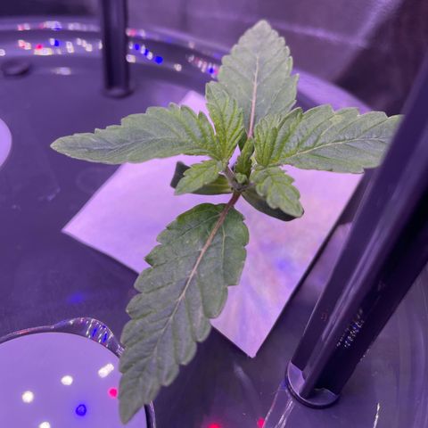 Zoe growlog timeline photo