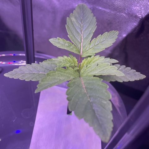 Zoe growlog timeline photo