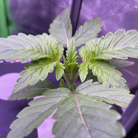 Zoe growlog timeline photo