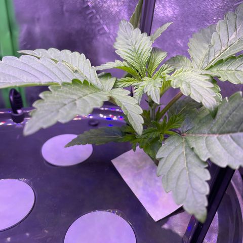 Zoe growlog timeline photo