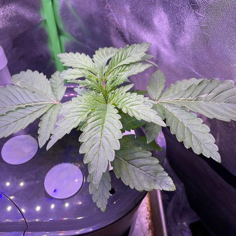 Zoe growlog timeline photo