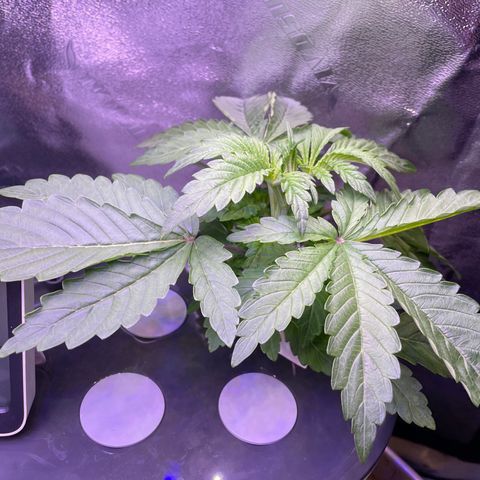 Zoe growlog timeline photo