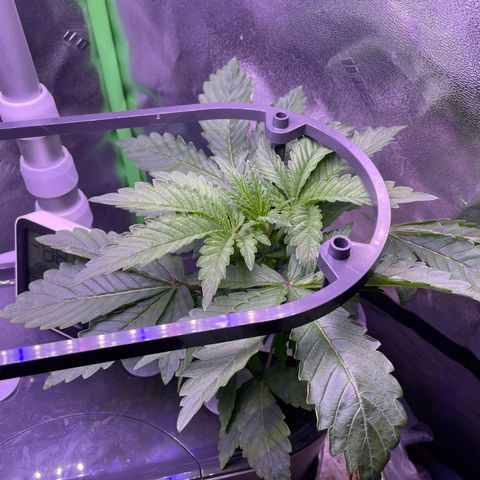 Zoe growlog timeline photo