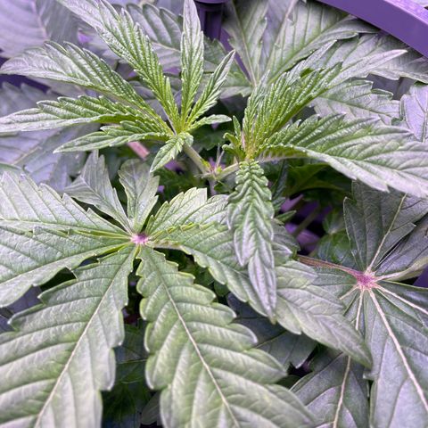Zoe growlog timeline photo