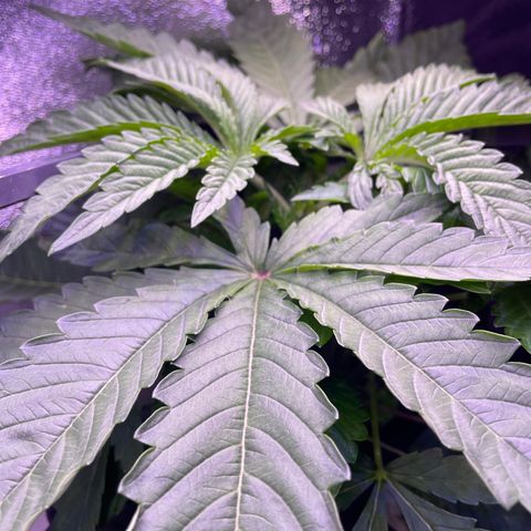 Zoe growlog timeline photo