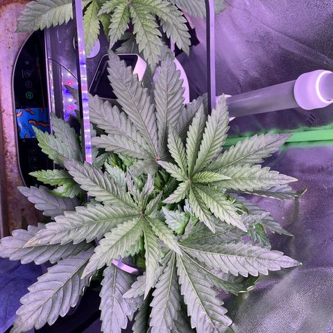 Zoe growlog timeline photo