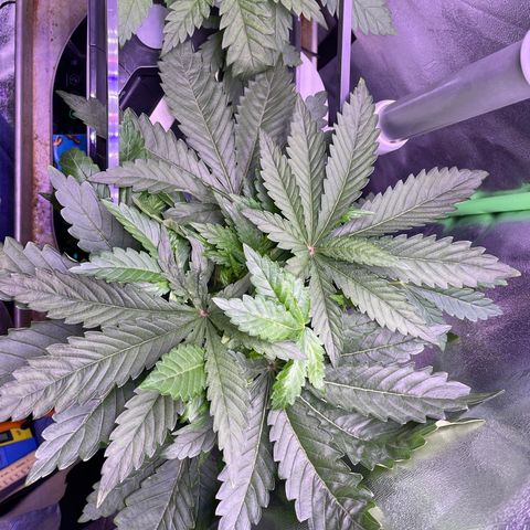 Zoe growlog timeline photo