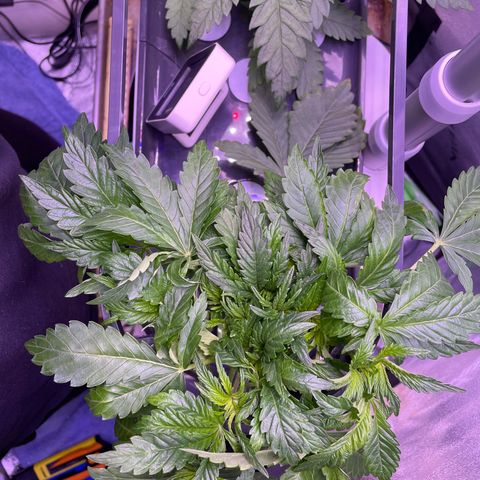 Zoe growlog timeline photo
