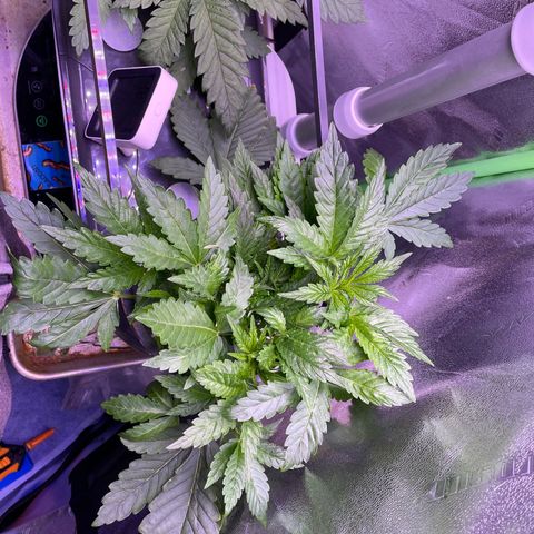 Zoe growlog timeline photo