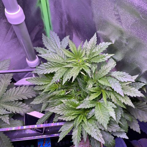 Zoe growlog timeline photo