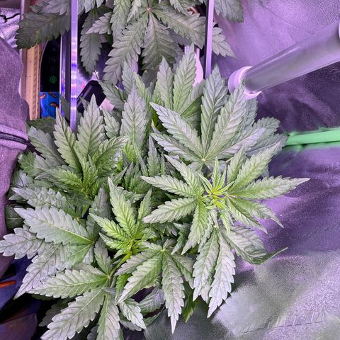 Zoe growlog timeline photo